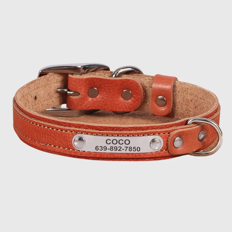 Collier pour petit chien personnalisé – Image 2