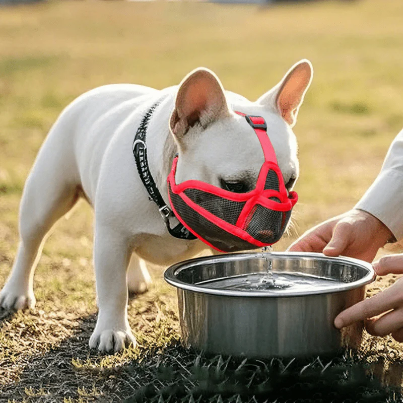muselière bouledogue français – Image 7